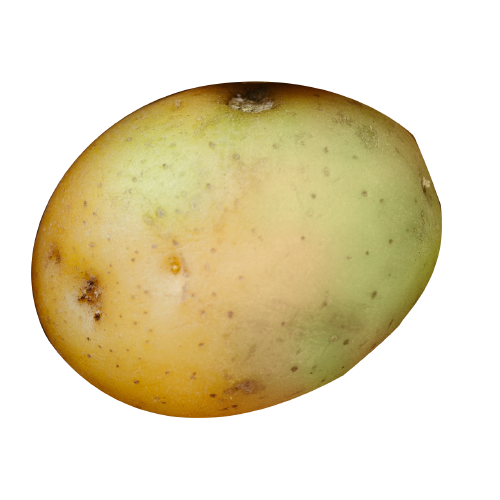 Grüne Kartoffel