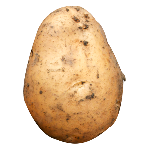 Einzelne Kartoffel